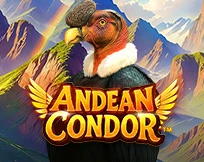 Andean Condor